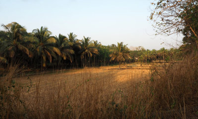 Fields in the morning, Dhoni, Kerala