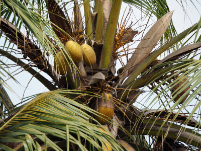 Coconut tree top