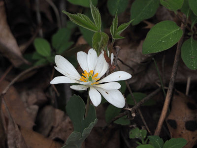 Bloodroot along the towpath south of Violettes lock
