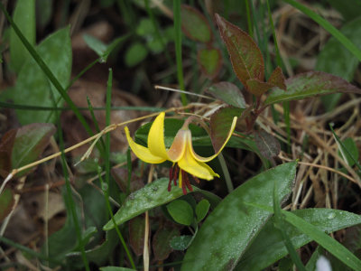 Trout Lilly along the towpath south of Violettes lock
