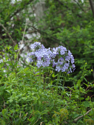 Phlox along the towpath south of Violettes lock