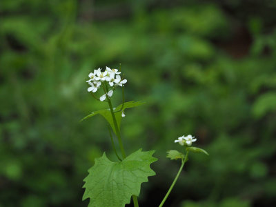 The invasive garlic mustard along the towpath south of Violettes lock