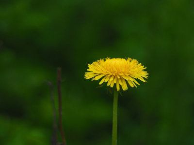Dandelion along the towpath south of Violettes lock