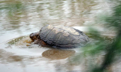 The snapping turtle