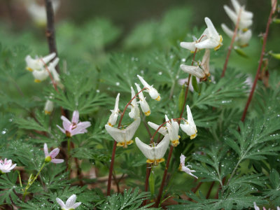Dutchman's Breeches along the towpath south of Violettes lock