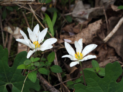 Bloodroot along the towpath south of Violettes lock