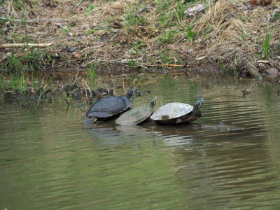 Three turtles in the canal