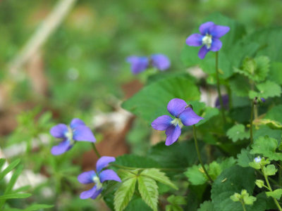 Blue violets along the towpath south of Violettes lock