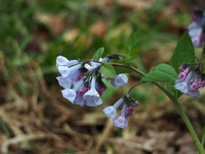 Virginia bluebells along the towpath south of Violettes lock