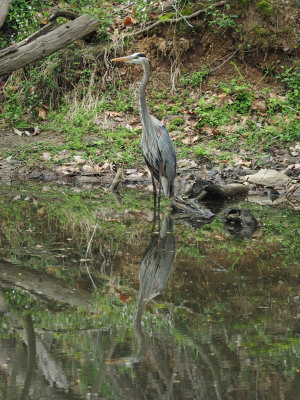 The great blue heron