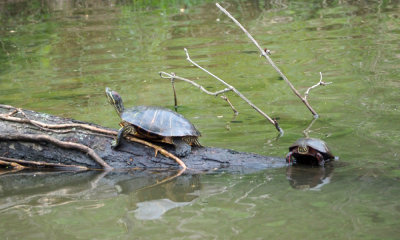 Turtles in the canal