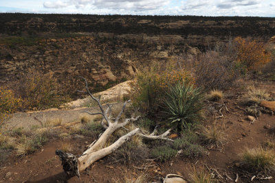 Mesa Verde NP landscape