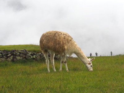 Llama on an agricultural terrace at Machu [icchu