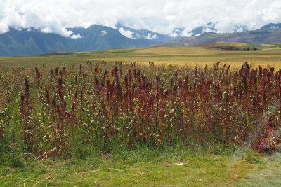 Red quinoa growing by the road on the way to Moray