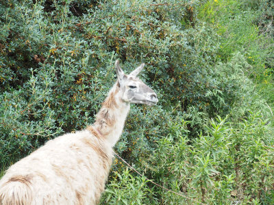 Watching us on our way to Sacsayhuaman