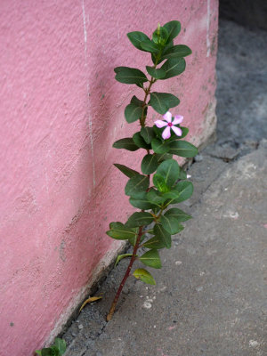 A flower emerges from the concrete