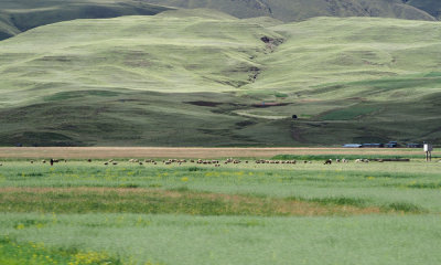 The Altiplano, or high plains, of Peru