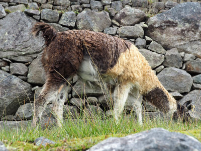 Multicolored animal at Machu Picchu