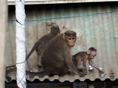 The family of monkeys