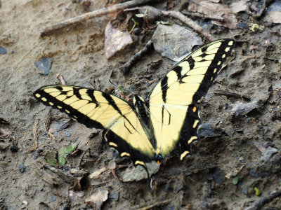 Tiger Swallowtail beside the river
