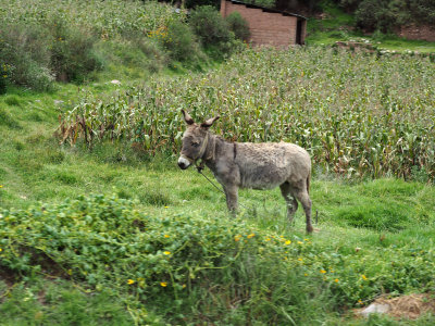 On the way to Raqch'i