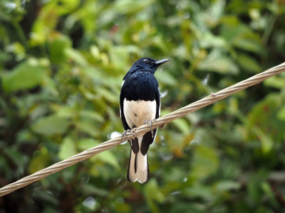 Male Oriental Magpie-Robin