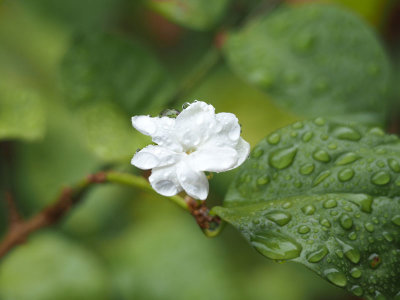 The wet jasmine flower