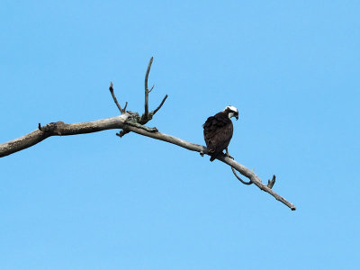 A raptor beside the trail (I think it is an Osprey)