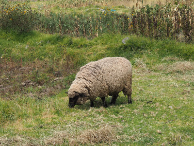 Looks like a content sheep