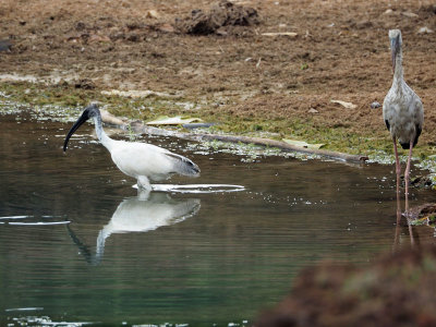 Stork at Manipal Lake