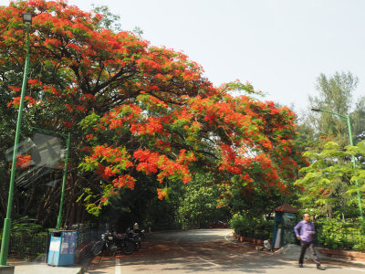 A gulmohar tree in Bangalore