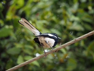 Male Oriental Magpie-Robin