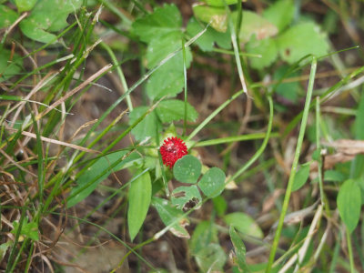 Berry by the trail