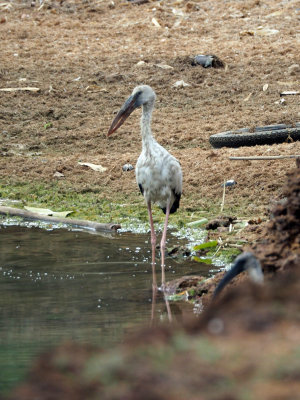 Stork at Manipal Lake
