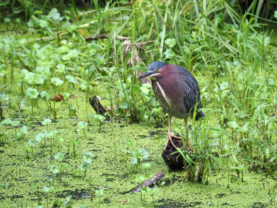 Green heron by the trail