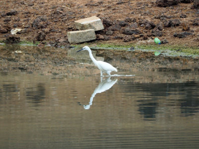 The egret in Manipal lake