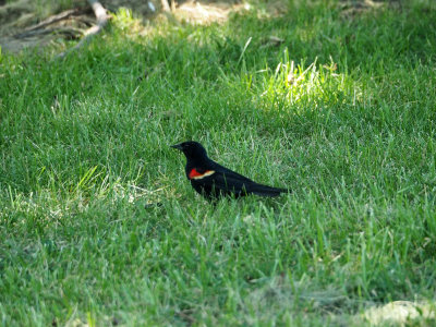 The red-winged blackbird