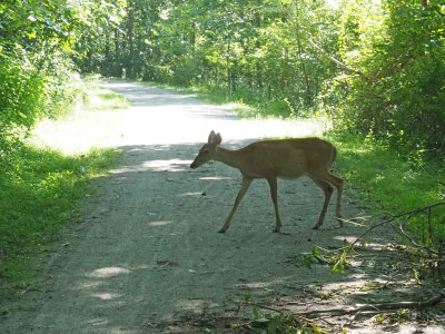 The deer walks across the trail