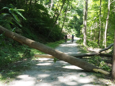Fallen trees block the trail