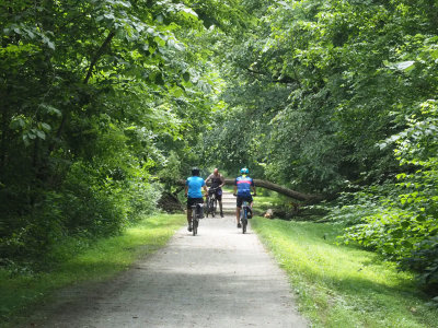 Fallen tree on the trail