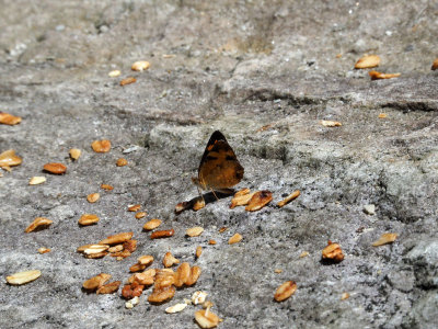 Butterfly next to the trail