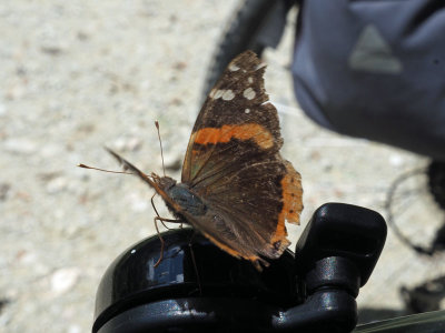 The butterfly on the bicycle