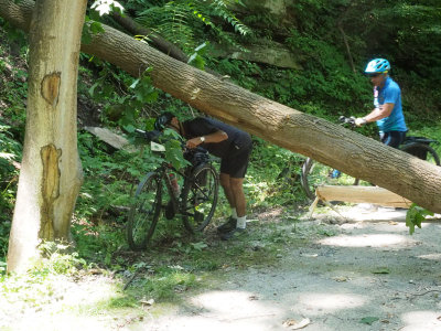 Navigating a fallen tree on the Great Allegheny Passage