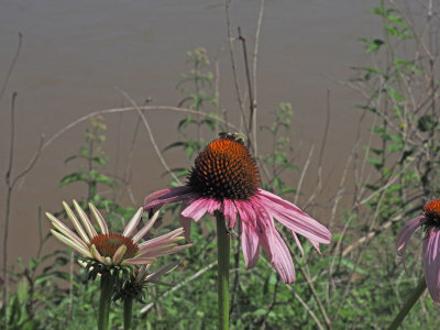 Trailside flowers on the Great Allegheny Passage