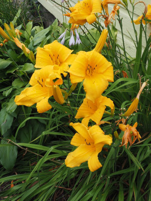 Flowers by the old Opera House, Rockwood, PA