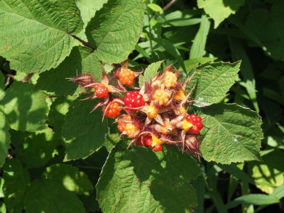 Berries in the raspberry patch