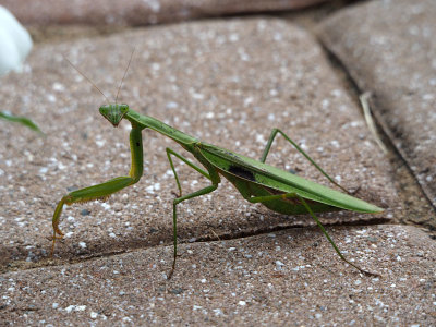 Praying Mantis