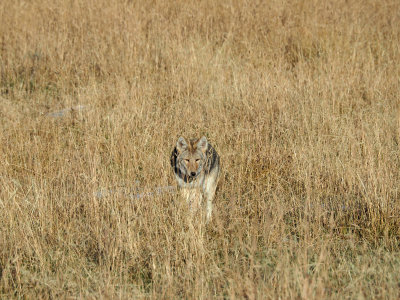 The coyote