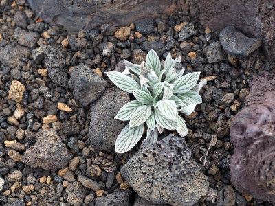 Life in the lava field at Crates of the Moon, Idaho