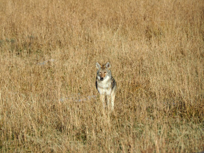 The hunting coyote